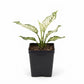 Snowflake Aglaonema - Single - 3 Inch Pot - Aglaonema Commutatum