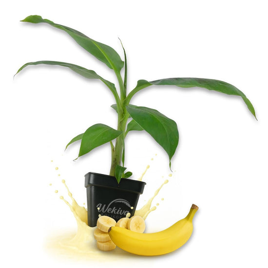 Dwarf Cavendish Banana Tree - Live Plants in 3 Inch Growers Pots - Musa Acuminata - Edible Fruit Bearing Tree for The Patio and Garden