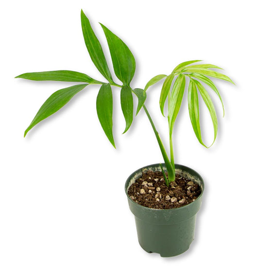 Split Leaf Monstera - Single - 4 Inch Pot - Monstera Subpinnata