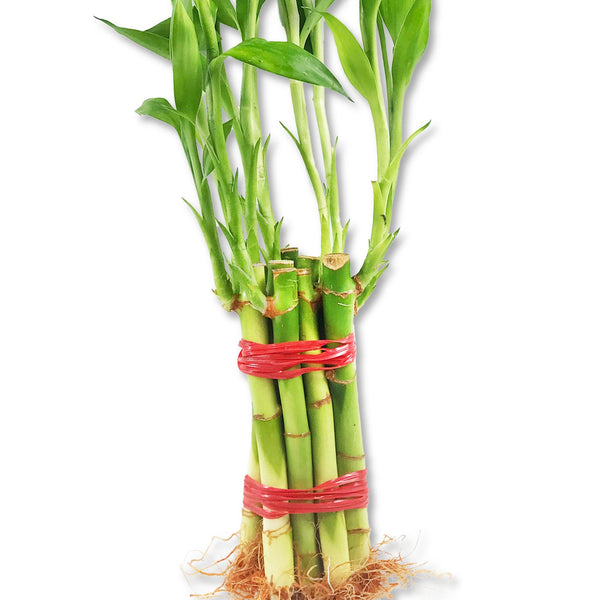 Lucky Indoor Bamboo for Abundance and Prosperity - 8 Live Stalks - Ships Bare Root