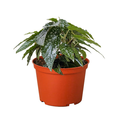 White Ice Begonia - 1 Live Plant in a 4 Inch Pot - Begonia x Semperflorens - Extremely Rare Indoor Houseplant
