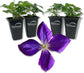 Clematis Jackmanii - Live Starter Plants in 2 Inch Growers Pots - Starter Plants Ready for The Garden - Beautiful Violet Purple Flowering Vine
