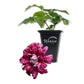 Clematis Purpurea Plenas Elegans - Live Starter Plants in 2 Inch Growers Pots - Starter Plants Ready for The Garden - Beautiful Purple Flowering Vine