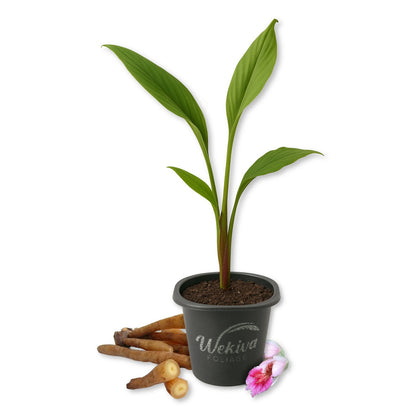 Chinese Keys Ginger - Fingerroot - Live Starter Plants - Boesenbergia Rotunda - Grow Your Own Exotic Herbs in The Garden or Patio