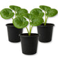 Tractor Seat Plant - Live Starter Plants - Farfugium Japonicum - Exotic Indoor Outdoor Broad Leaf Foliage