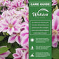 Clematis Candy Stripe - Live Starter Plant in a 2 Inch Growers Pot - Starter Plants Ready for The Garden - Rare Clematis for Collectors