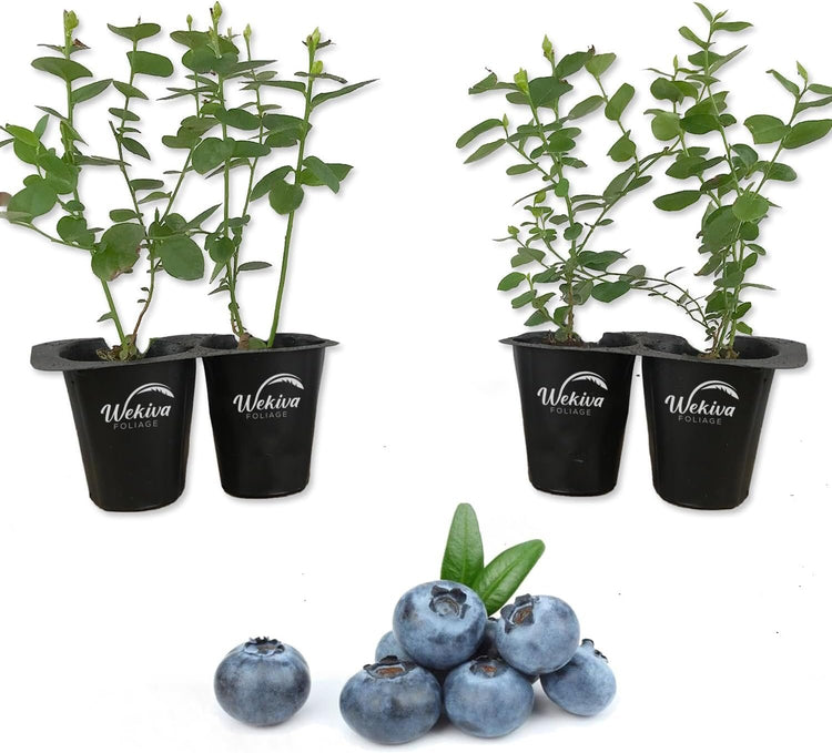 can blueberry plants be grown in pots Blueberry Plant - 4 Live Starter Plants - Vaccinium