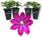 Clematis Pink Champagne - Live Starter Plants in 2 Inch Growers Pots - Starter Plants Ready for The Garden - Rare Clematis for Collectors