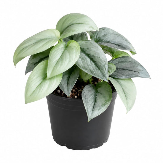 Platinum Scindapsus - Silver Hero - 1 Live Plant in a 4 Inch Pot - Scindapsus Pictus &