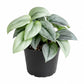 Platinum Scindapsus - Silver Hero - 1 Live Plant in a 4 Inch Pot - Scindapsus Pictus &