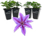 Clematis INES - Live Starter Plant in a 2 Inch Growers Pot - Starter Plants Ready for The Garden - Rare Clematis for Collectors