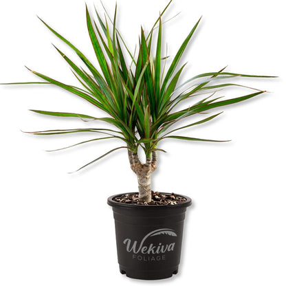 Dragons Blood Tree - 1 Live Plant in a 4 Inch Growers Pot - Dracaena Draco - Exotic Structural Foliage Ornamental Slow Growth Succulent
