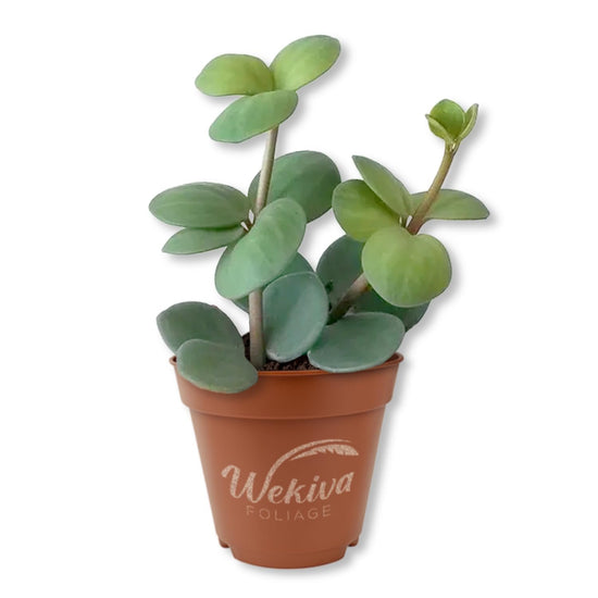 Peperomia Hope Plant - Trailing Jade - Live Starter Plants - Peperomia Tetraphylla - Compact Cascading Easy Care Smooth Foliage Houseplant