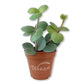 Peperomia Hope Plant - Trailing Jade - Live Starter Plants - Peperomia Tetraphylla - Compact Cascading Easy Care Smooth Foliage Houseplant