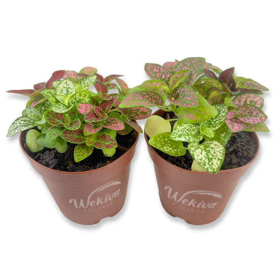 Tricolor Polka Dot Plant - Live Plants in 2 Inch Growers Pots - Hypoestes Phyllostachya - Compact Colorful Tropical Beauty Mosaic Foliage