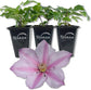 Clematis Sally - Live Starter Plants in 2 Inch Growers Pots - Starter Plants Ready for The Garden - Rare Clematis for Collectors