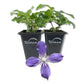 Clematis Arabella - Live Starter Plants in 2 Inch Growers Pots - Starter Plants Ready for The Garden - Rare Clematis for Collectors