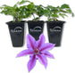 Clematis INES - Live Starter Plant in a 2 Inch Growers Pot - Starter Plants Ready for The Garden - Rare Clematis for Collectors
