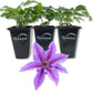 Clematis INES - Live Starter Plants in 2 Inch Growers Pots - Starter Plants Ready for The Garden - Rare Clematis for Collectors