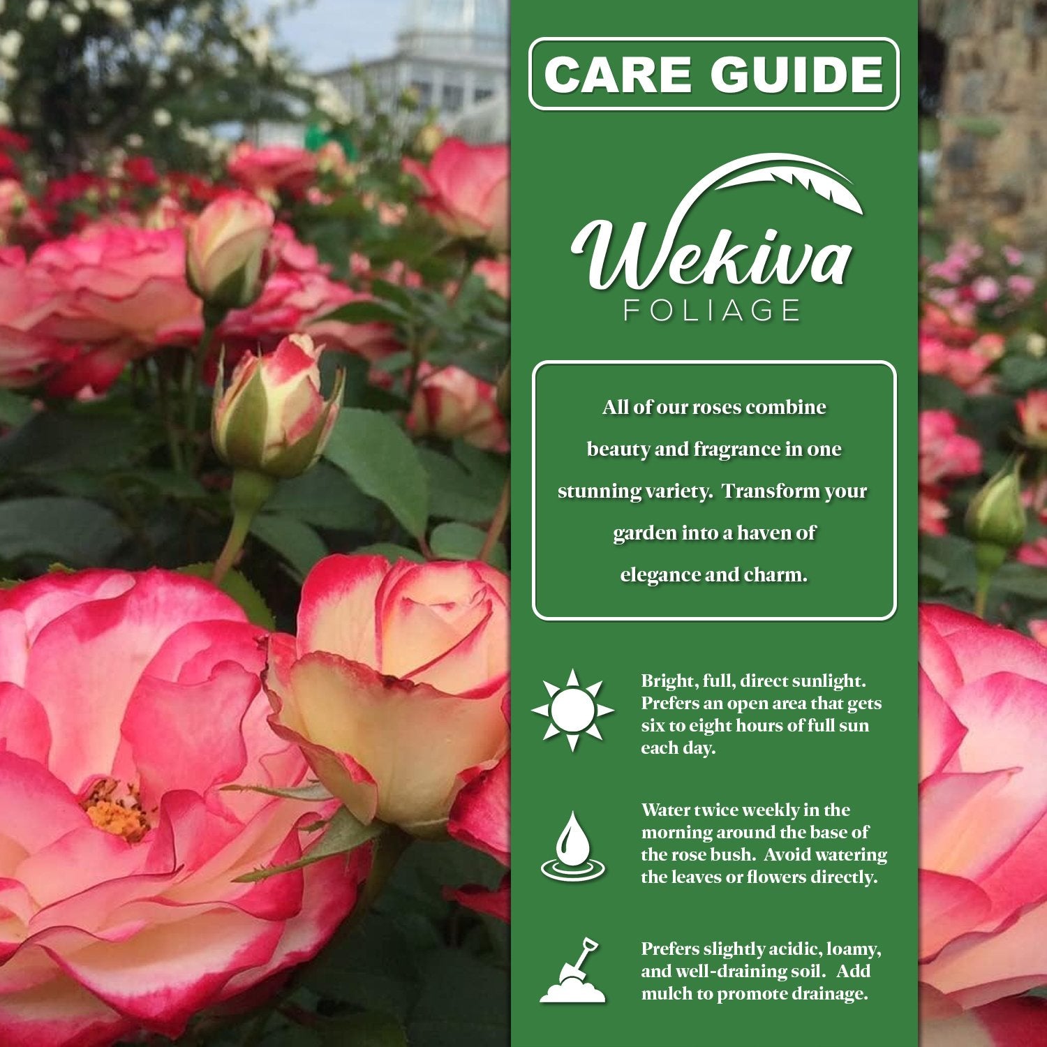 pot rose plant care Rose Bush Variety Pack - Live Starter Plants in 2 Inch Pots