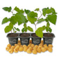 Raspberry Bush - 4 Live Starter Plants - Rubus - Edible Berry Bearing Bramble Shrub for Fruit Garden and Patio