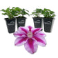 Clematis Kilian Donahue - Live Starter Plants in 2 Inch Growers Pots - Starter Plants Ready for The Garden - Rare Clematis for Collectors
