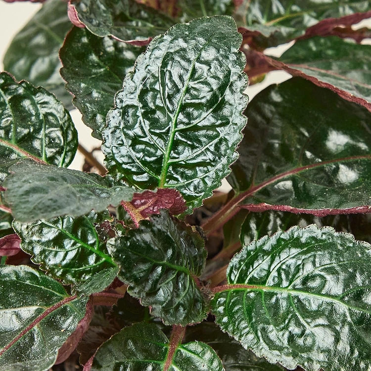 indoor waffle plant Purple Waffle Plant - Live Starter Plant in a 2 Inch Pot - Hemigraphis Alternata