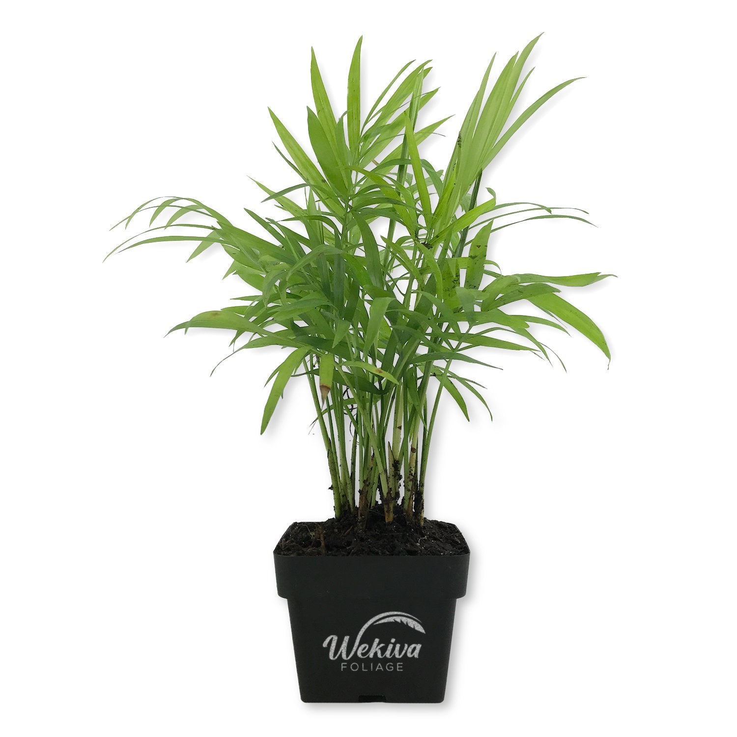 live parlor palm Wekiva Foliage Neanthe Bella Parlor Palm - Live Plant in a 3 Inch Pot - Chamaedorea Elegans