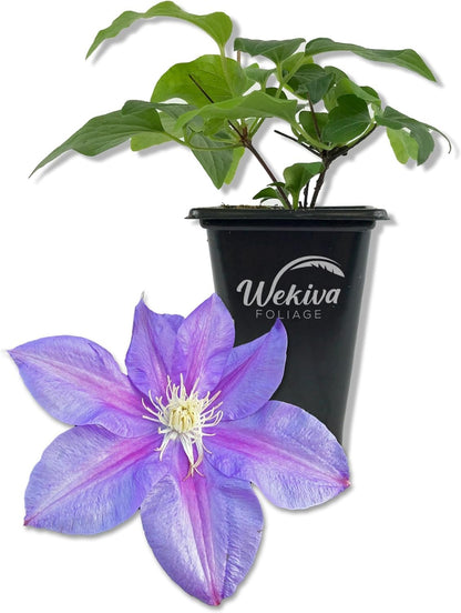 Clematis Barbara Jackman - Live Starter Plants in 2 Inch Growers Pots - Starter Plants Ready for The Garden - Bold and Beautiful Purple Flowering Vine