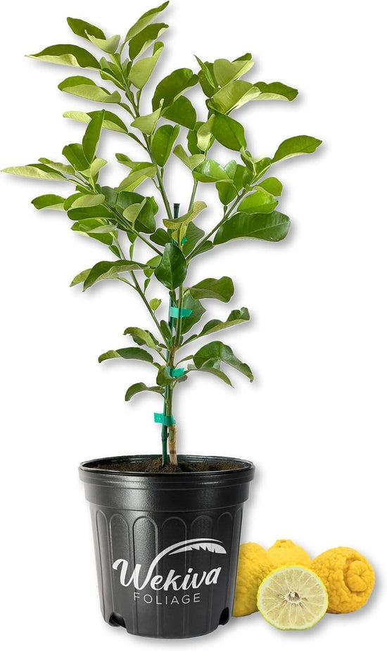 Ponderosa Lemon Tree - Live Plants in 2 Gallon Pots - Florida Only - Fruit Bearing Citrus for Patio and Garden
