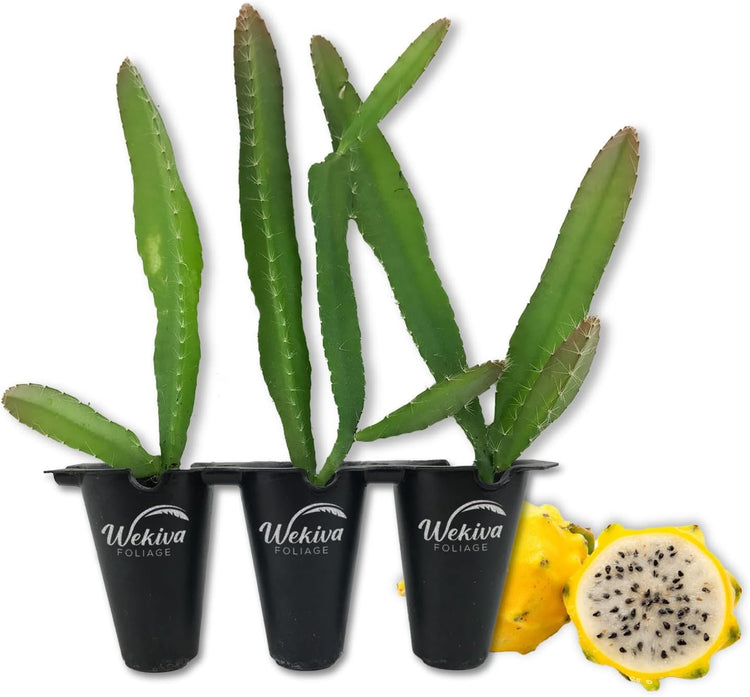 dragon fruit indoor plant Yellow Dragon Fruit Tree - Live Tissue Culture Starter Plants - Selenicereus Megalanthus