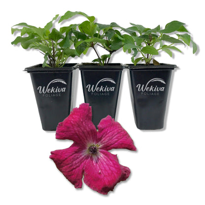 Clematis Kermesina - Live Starter Plants - Bold Beautiful Velvety Classic Red Flowering Vine