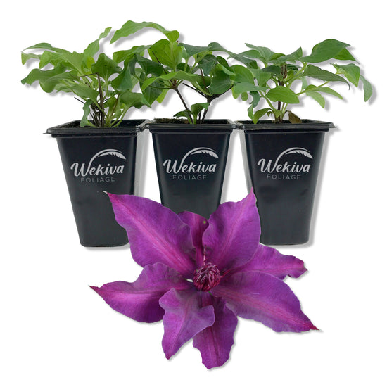 Clematis Fleuri - Live Starter Plant in a 2 Inch Growers Pot - Starter Plants Ready for The Garden - Rare Clematis for Collectors