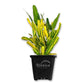 Croton Banana - Live Starter Plants in 3 Inch Growers Pots - Codiaeum Variegatum &