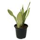 Silver Snake Plant - Live Plants in 4 Inch Pots - Sansevieria Trifasciata &