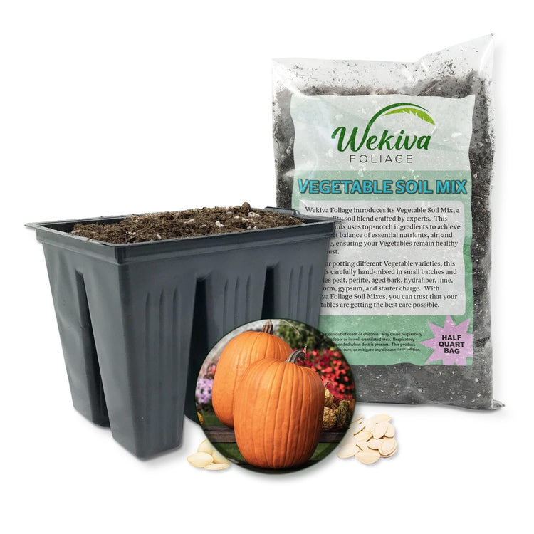 where to buy pumpkin seeds to plant Pumpkin Seed Starter Kit