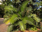 Dwarf Sugar Palm - Live Plant in a 3 Gallon Pot - Arenga Englerii - Extremely Rare and Unusual Ornamental Palms of Florida