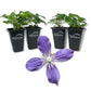 Clematis Arabella - Live Starter Plants in 2 Inch Growers Pots - Starter Plants Ready for The Garden - Rare Clematis for Collectors