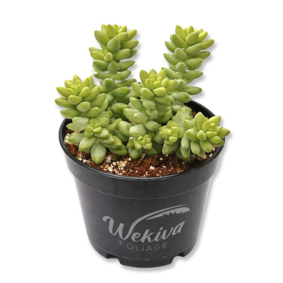 Burros Tail Plant - Live Plants in 4 Inch Growers Pots - Sedum Morganianum - Drought Tolerant Indoor Outdoor Easy Care Succulent Houseplant