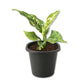 Aglaonema Snowflake - Live Starter Plants - Aglaonema - Elegant Colorful Variegated Foliage Indoor Houseplant