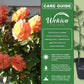 Tahitian Sunset Rose Bush - Live Starter Plants in 2 Inch Pots - Beautifully Fragrant Heirloom Rose from Florida - A Versatile Beauty with a Rich Fragrance