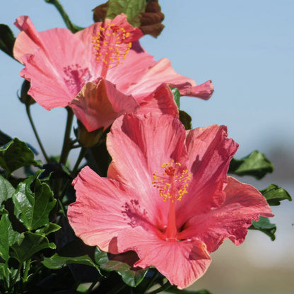 First Lady Hollywood Hibiscus Bush - 1 Live Plant in a 10 Inch Pot - Hibiscus Rosa Sinensis - Vibrant Dramatic Lush Patio Bush