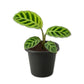 Zebra Plant Calathea - Live Starter Plants - Goeppertia Zebrina - Tropical Striped Broad Leaf Easy Care Houseplant