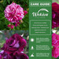 Burlesque Rose Bush - Live Starter Plants - Beautiful Unique Hybrid Tea Rose - Versatile Beauty with Burgundy and Cream Streaked Blooms
