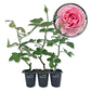 Mrs BR Cant Rose Bush - Live Starter Plants - Beautifully Fragrant Hybrid Tea Rose - A Versatile Beauty with Colorful Pink Blooms