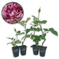 Burlesque Rose Bush - Live Starter Plants - Beautiful Unique Hybrid Tea Rose - Versatile Beauty with Burgundy and Cream Streaked Blooms