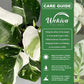 White Wizard Philodendron and Soil Mix Combo - Live Plant in a 4 Inch Pot with 1 Quart HousePlant Soil Mix - Philodendron Erubescens ‘White Wizard ’ with Custom Soil Blend