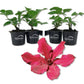 Clematis Ruutel - Live Starter Plants in 2 Inch Growers Pots - Starter Plants Ready for The Garden - Beautiful Maroon Flowering Vine