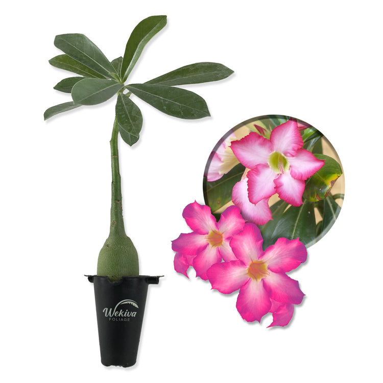 adenium desert rose succulent Desert Rose Plant - Live Starter Plant - Adenium Obesum