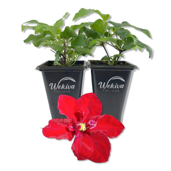 Clematis Charmaine - Live Starter Plants in 2 Inch Growers Pots - Starter Plants Ready for The Garden - Rare Clematis for Collectors